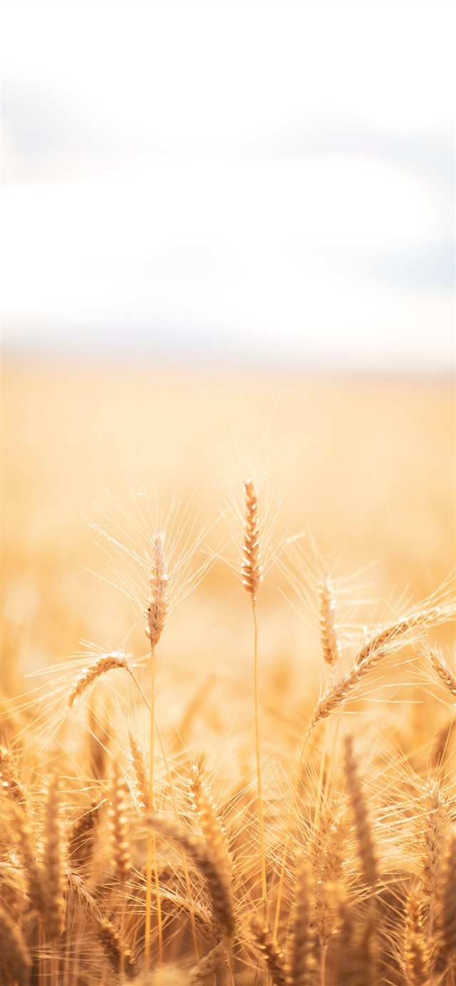 1125x2436 brown grasses - white iPhone X Wallpaper