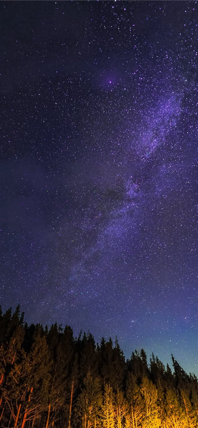 1125x2436 pine trees during nighttime - space iPhone X Wallpaper