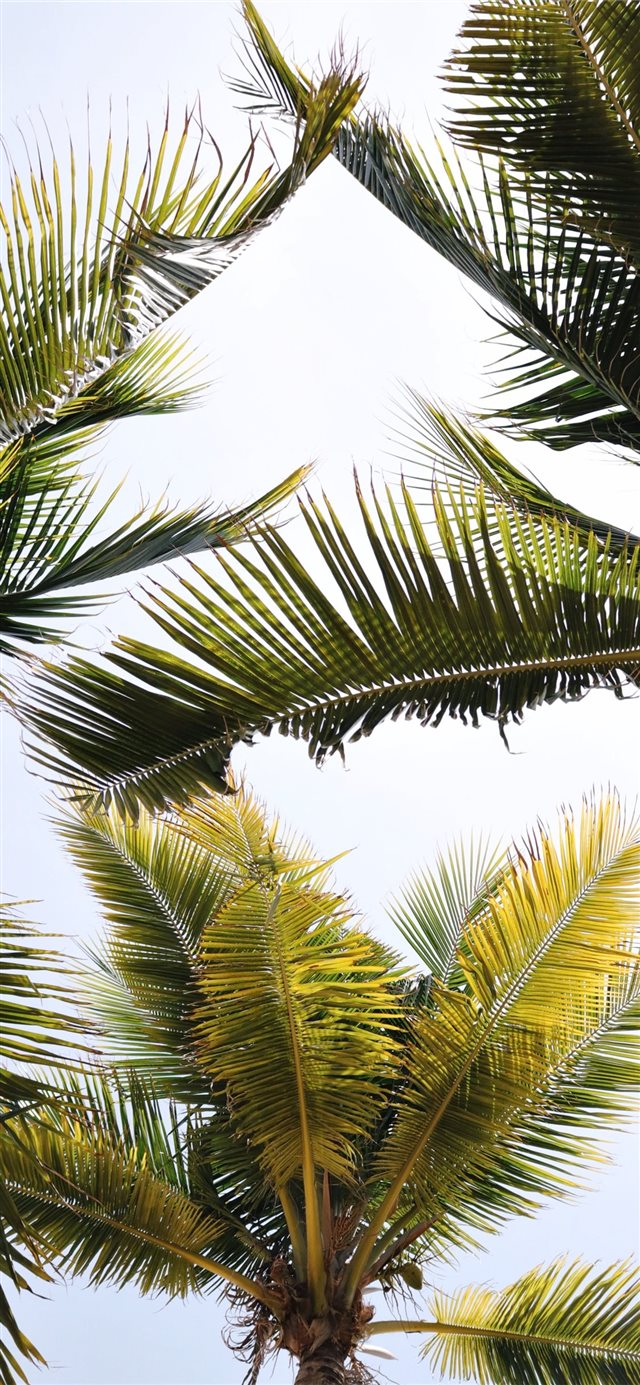 1125x2436 green coconut trees - green iPhone X Wallpaper