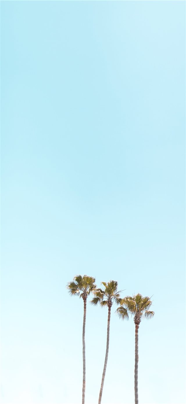1125x2436 three palm trees - palm tree iPhone X Wallpaper