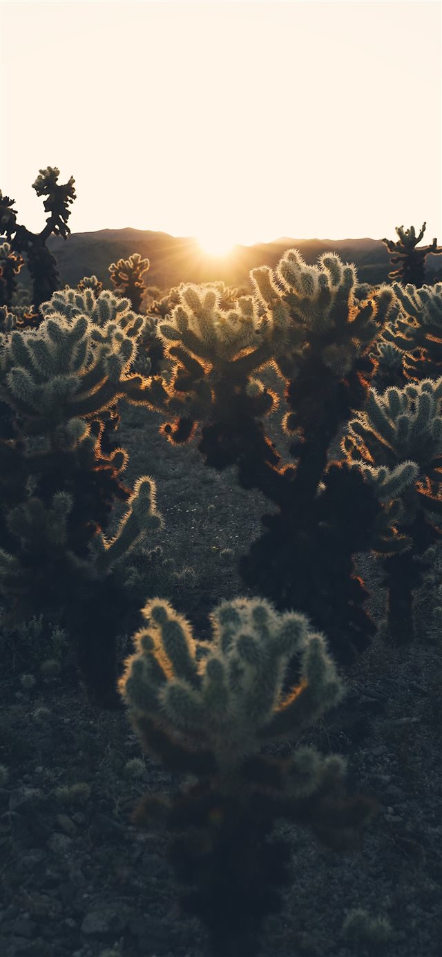 1125x2436 green plants - light iPhone X Wallpaper