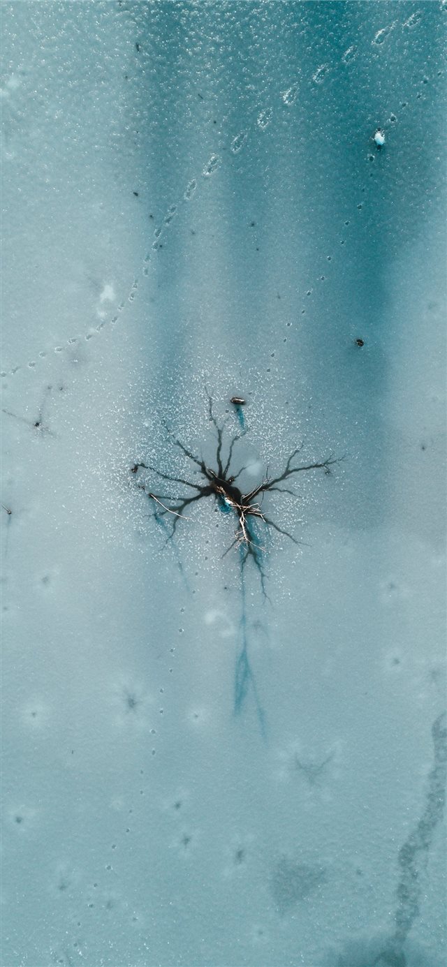 1125x2436 black and gray spider plant - animal iPhone X Wallpaper