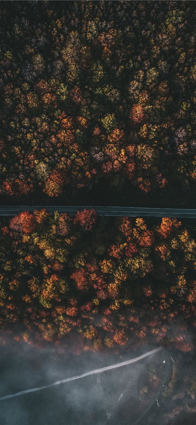 1125x2436 aerial photography of roadway and trees - green iPhone X Wallpaper