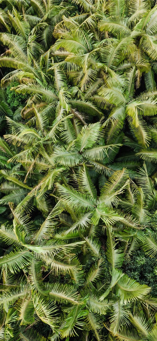 1125x2436 field of trees - christmas tree iPhone X Wallpaper