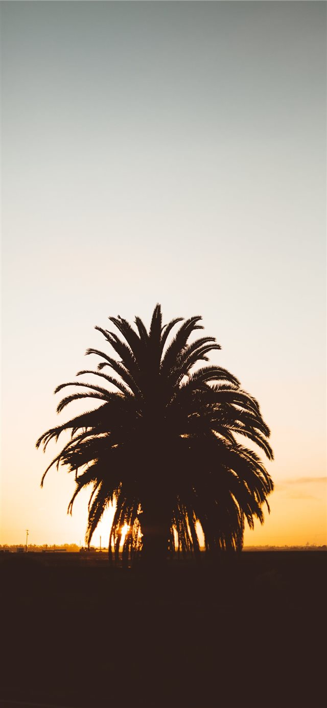 1125x2436 silhouette photo of palm tree during golden hour - palm tree iPhone X Wallpaper