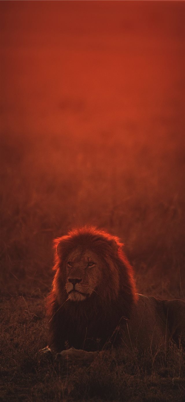 1125x2436 lion on green grass during golden hour - lion iPhone X Wallpaper