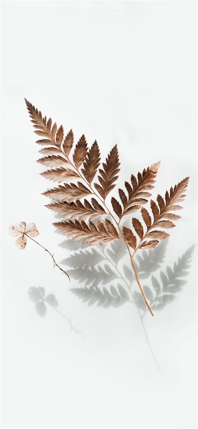 1125x2436 brown leaf - bird iPhone X Wallpaper