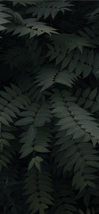 green leefed plants wallpaper