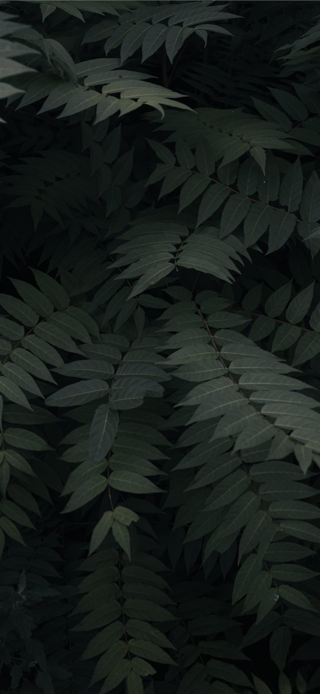 1125x2436 green leefed plants - spain iPhone X Wallpaper
