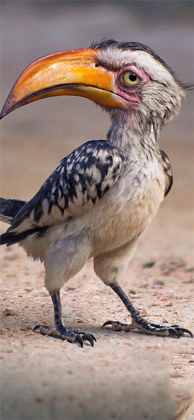 1125x2436 zazu art -  iPhone X Wallpaper