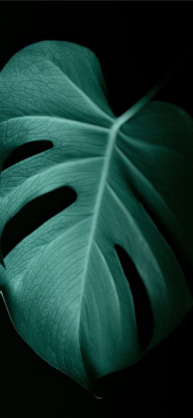 1125x2436 green leaf in dark surface - green iPhone X Wallpaper