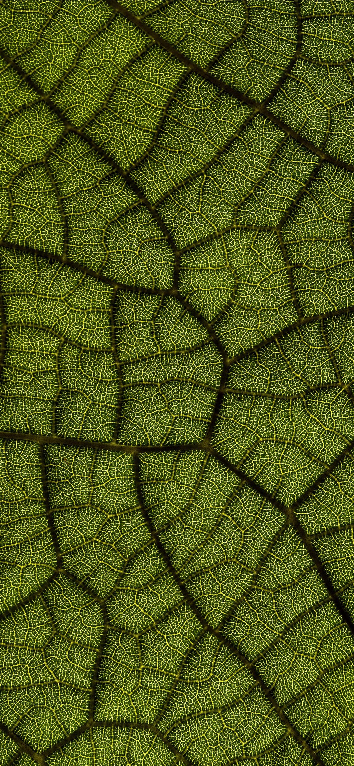 green leaf iPhone X Wallpapers Free Download
