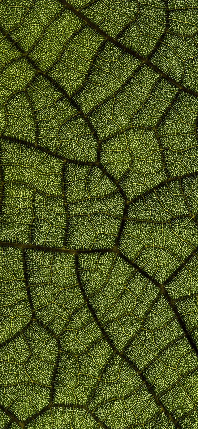 1125x2436 green leaf - tropical iPhone X Wallpaper