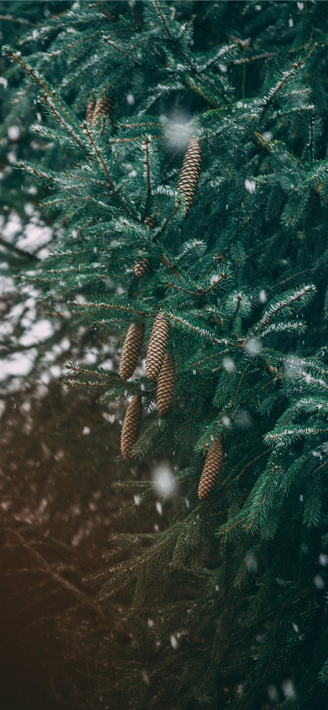 1125x2436 green leafed tree - winter iPhone X Wallpaper