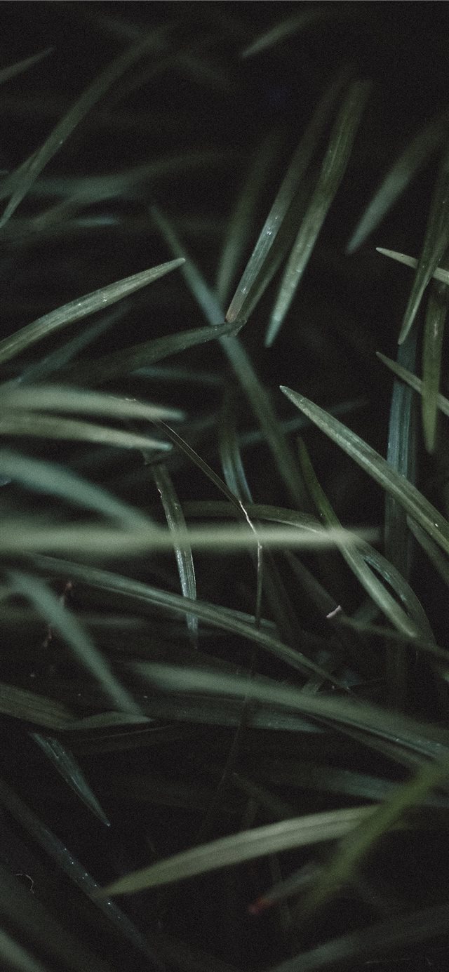 1125x2436 green grass - grey iPhone X Wallpaper