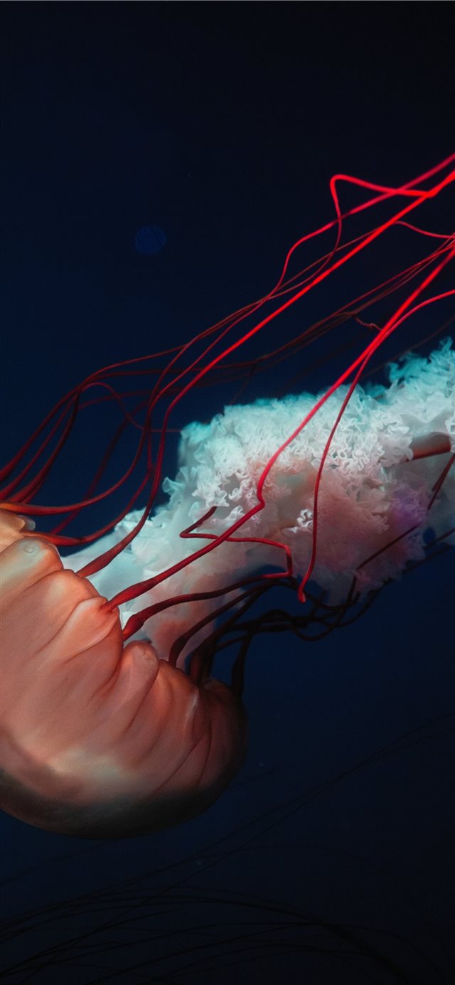 1125x2436 shallow focus photo of red jellyfish -  iPhone X Wallpaper
