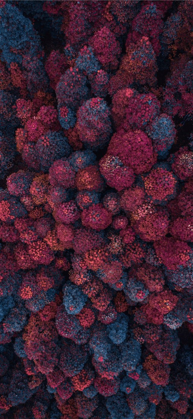1125x2436 aerial view photography of of pink and blue pine t... - malaysia iPhone X Wallpaper
