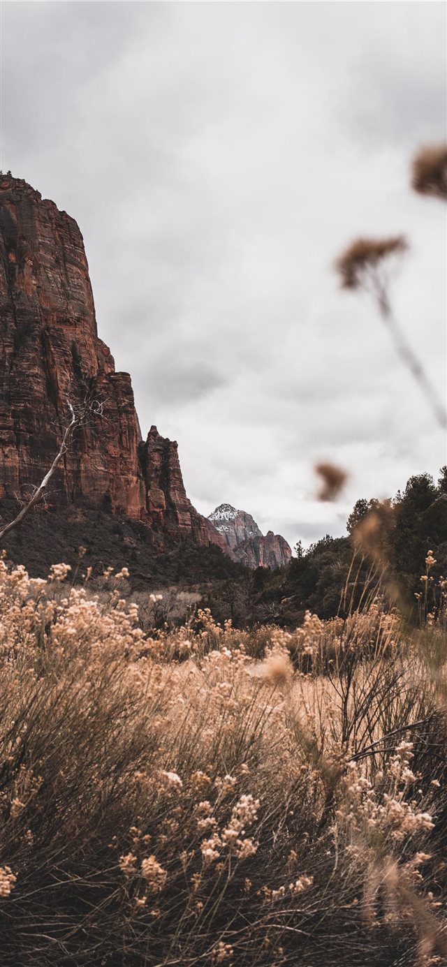 1125x2436 white petaled flowers beside mountain under white ... - mountain iPhone X Wallpaper