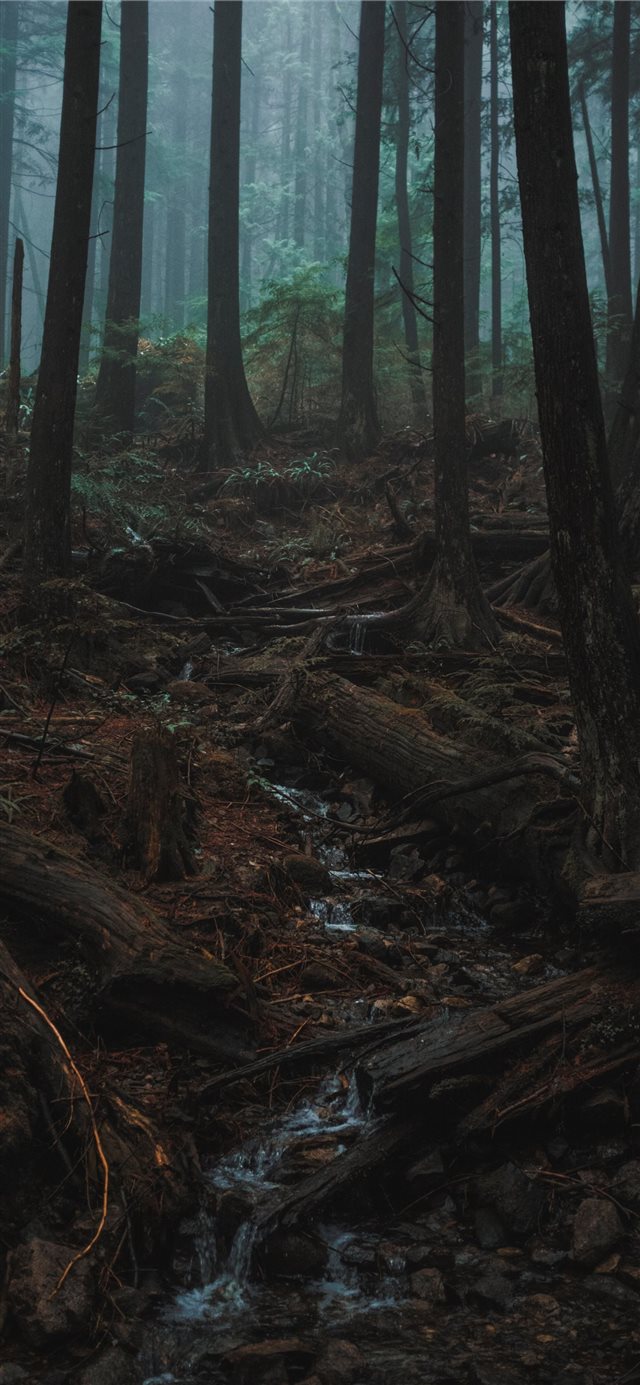 1125x2436 green forest with tall trees - tree iPhone X Wallpaper