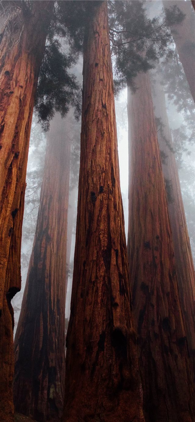 1125x2436 worm's eye view photography of forest - red iPhone X Wallpaper