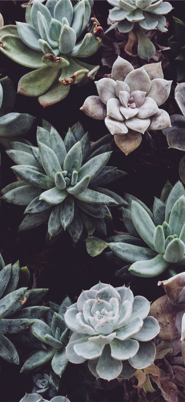 1125x2436 assorted color succulent plant lot - green iPhone X Wallpaper