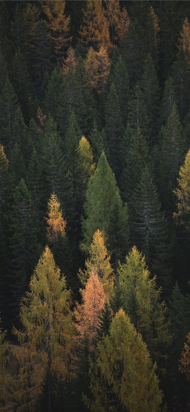 1125x2436 aerial photography of pine trees - landscape iPhone X Wallpaper