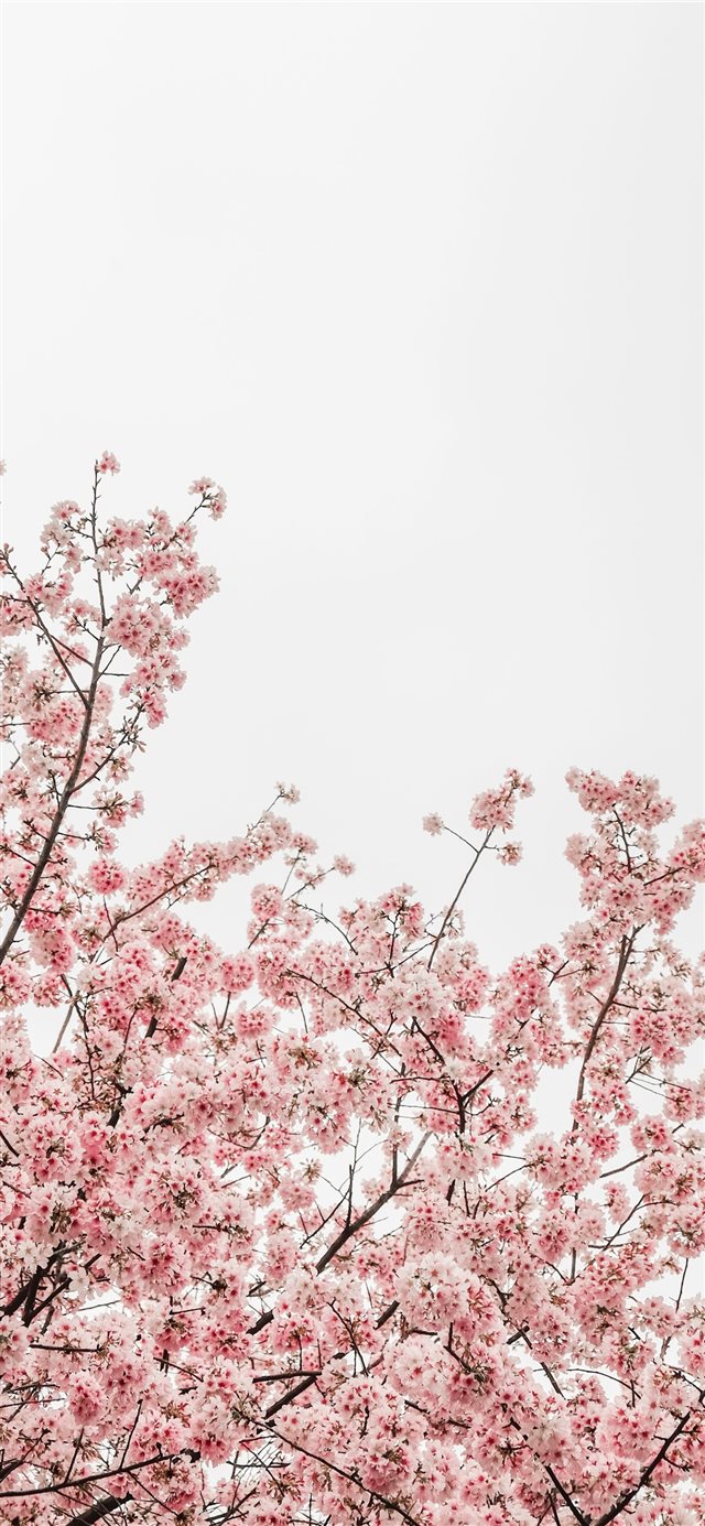 1125x2436 worm's eye view photography of pink cheery blossom... - floral iPhone X Wallpaper