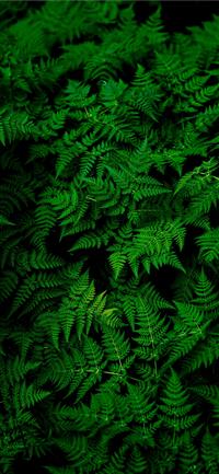photo of green fern plant wallpaper