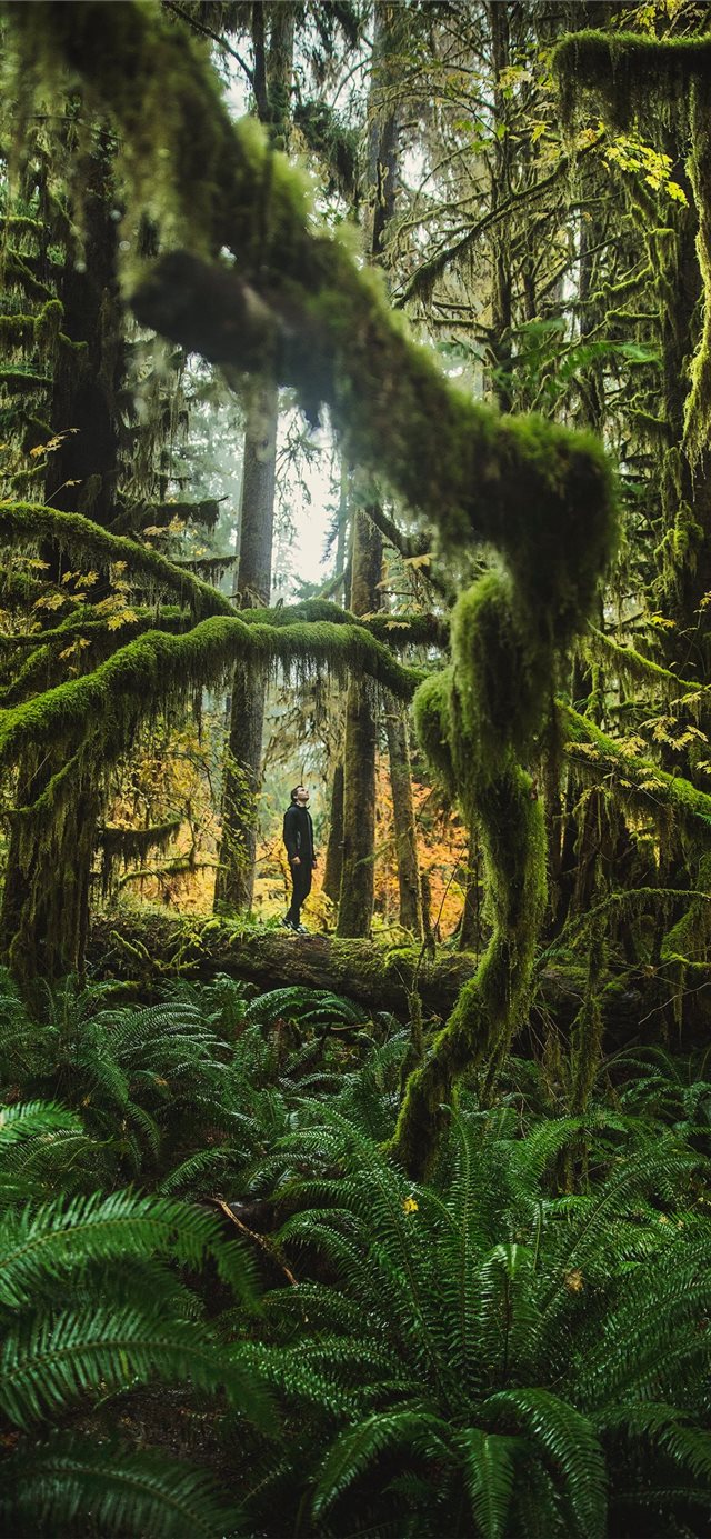 1125x2436 man standing behind trees -  iPhone X Wallpaper