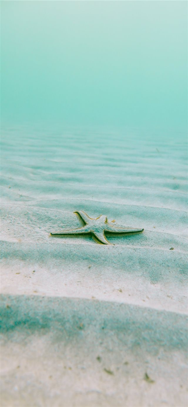 1125x2436 white starfish on sand underwater during daytime - spain iPhone X Wallpaper