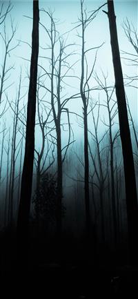 leafless trees on forest during dark sky wallpaper