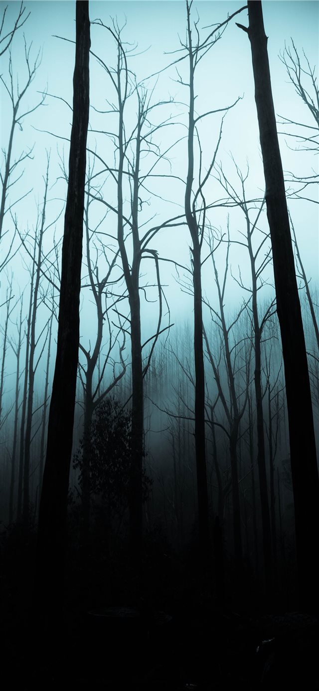 1125x2436 leafless trees on forest during dark sky - tree iPhone X Wallpaper