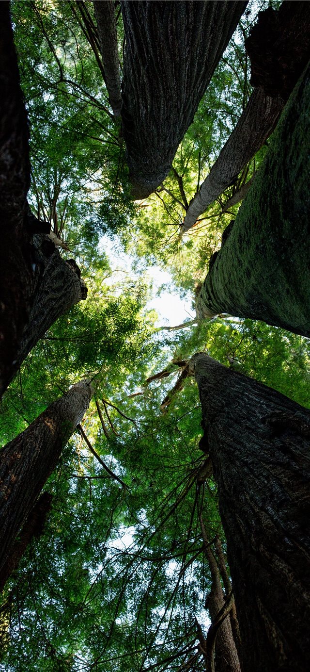 1125x2436 trees and sky - tree iPhone X Wallpaper