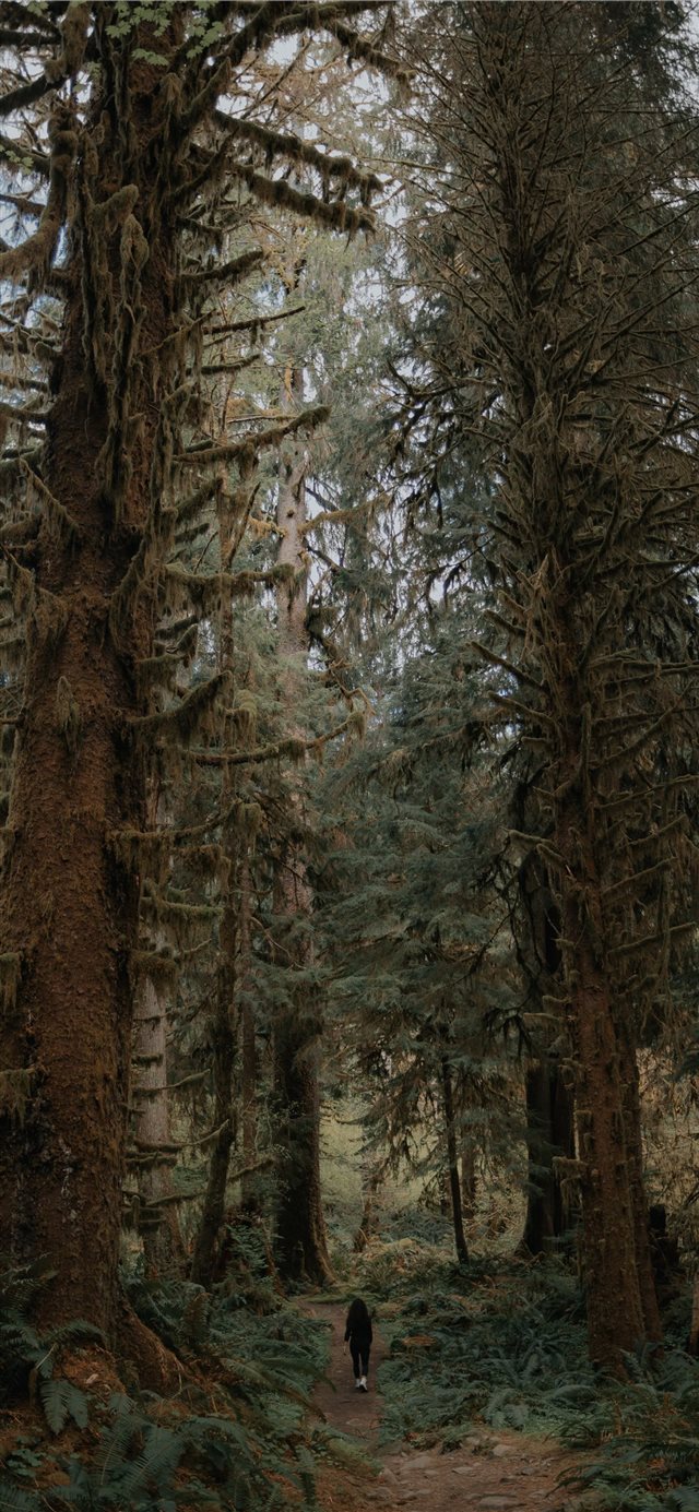 1125x2436 green trees - tree iPhone X Wallpaper