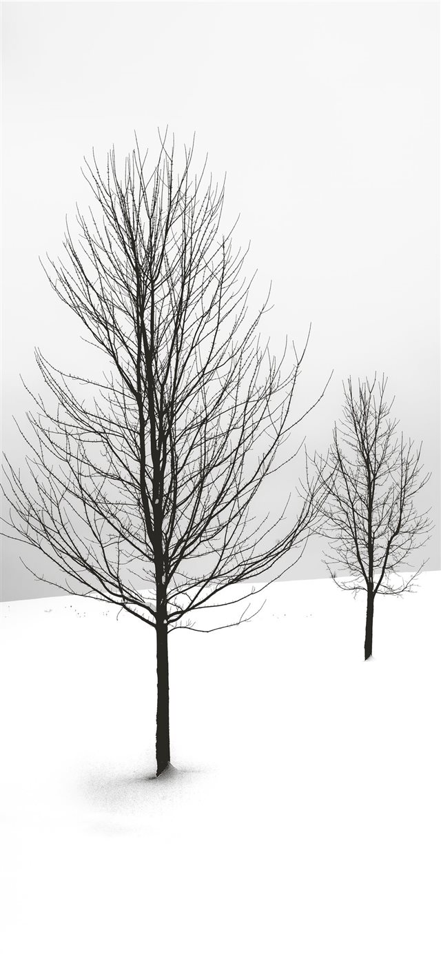 1125x2436 selective focus photography of bare tree - winter iPhone X Wallpaper