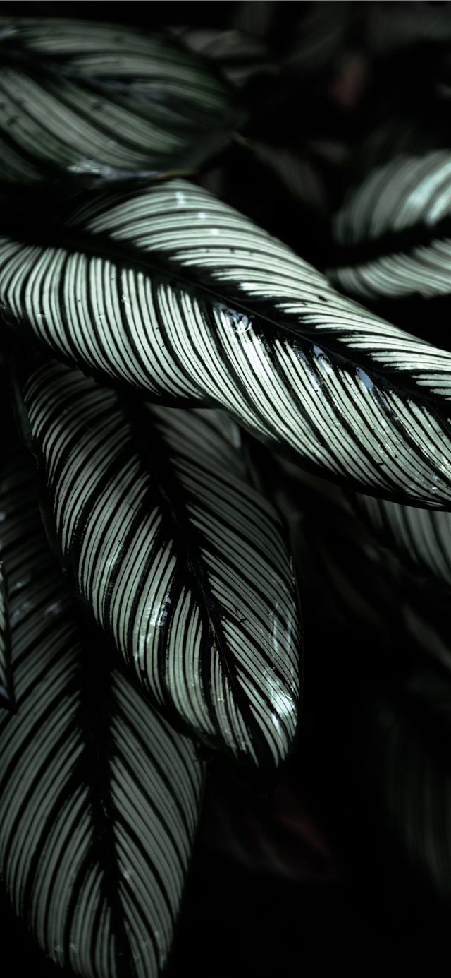 1125x2436 gray and black leafed plants - green iPhone X Wallpaper