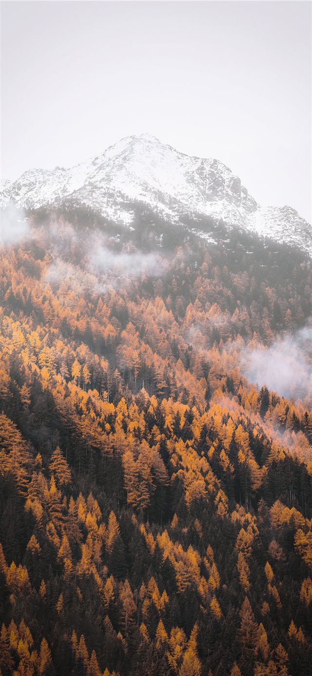 1125x2436 tree field on mountain during daytime - tree iPhone X Wallpaper