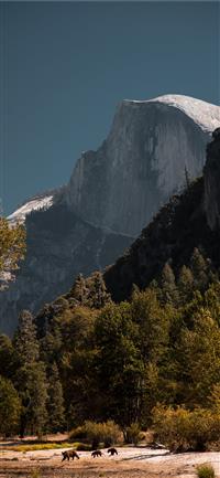 forest near mountain wallpaper