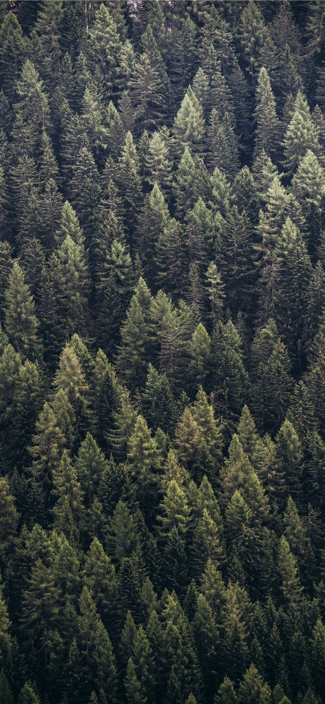 1125x2436 forest during day - tree iPhone X Wallpaper