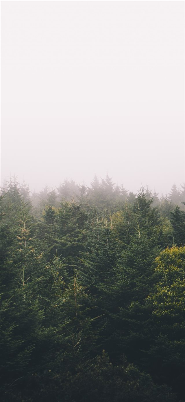 1125x2436 green trees - travel iPhone X Wallpaper