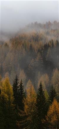 brown and green forest wallpaper