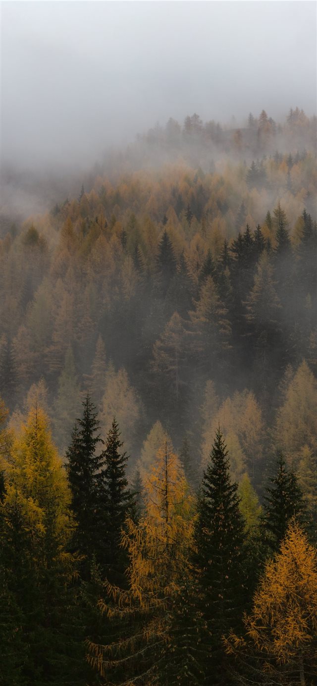 1125x2436 brown and green forest - tree iPhone X Wallpaper