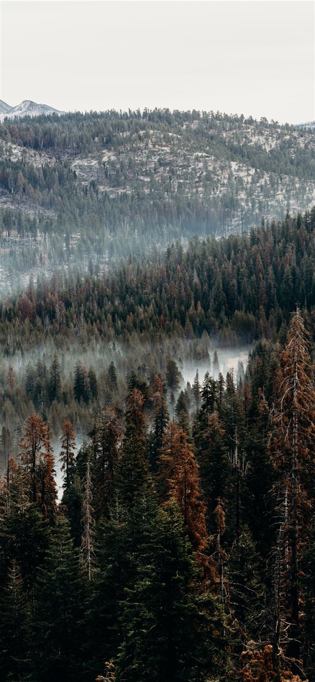 1125x2436 aerial view of pine trees - grey iPhone X Wallpaper