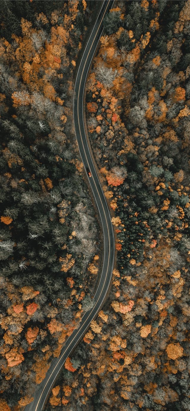 1125x2436 aerial view of trees during daytime - fall iPhone X Wallpaper