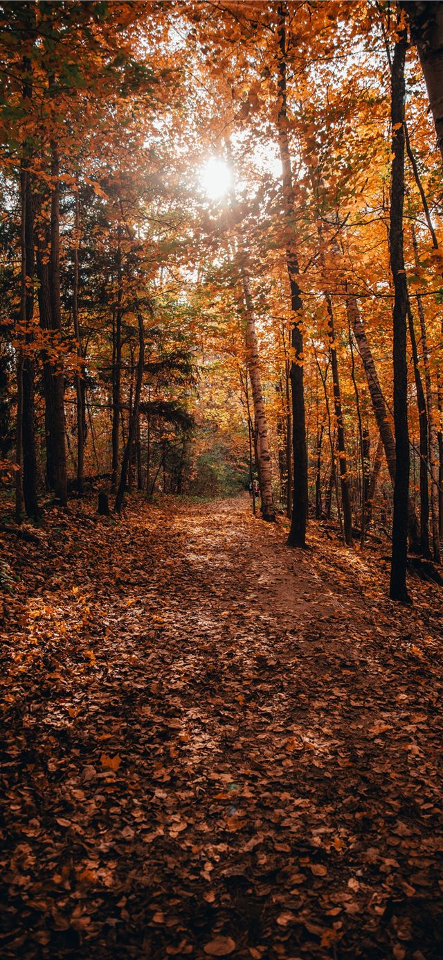 1125x2436 sun rays through the trees - tree iPhone X Wallpaper