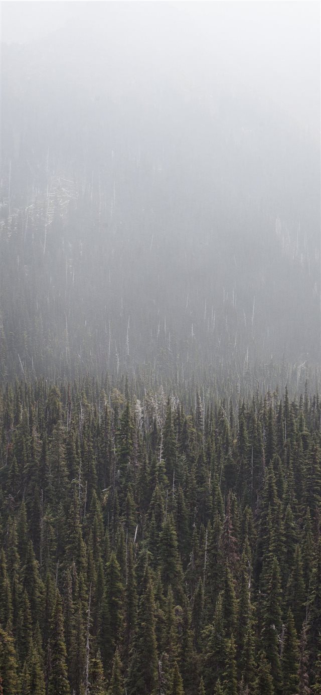 1125x2436 forest surronded by fog during daytime - tree iPhone X Wallpaper