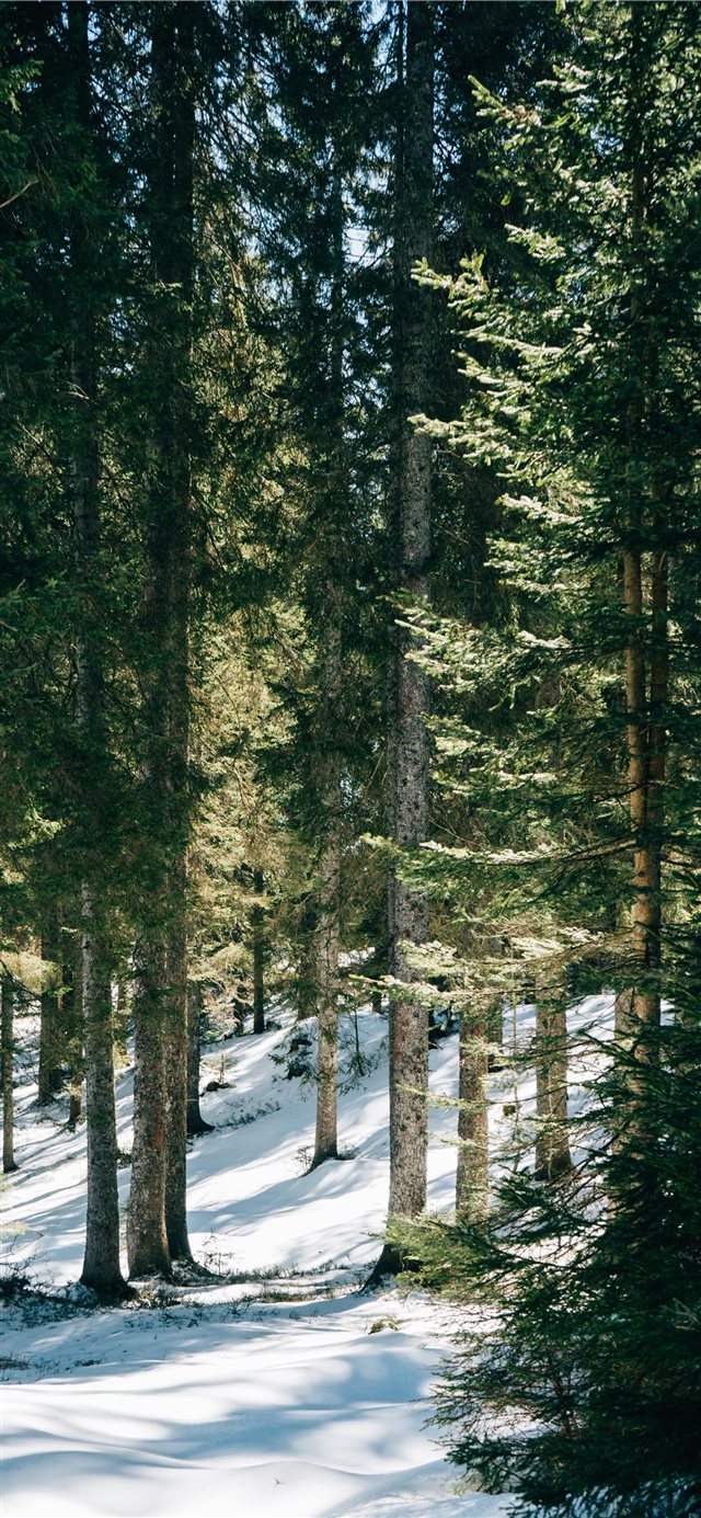 1125x2436 forest during daytime - tree iPhone X Wallpaper