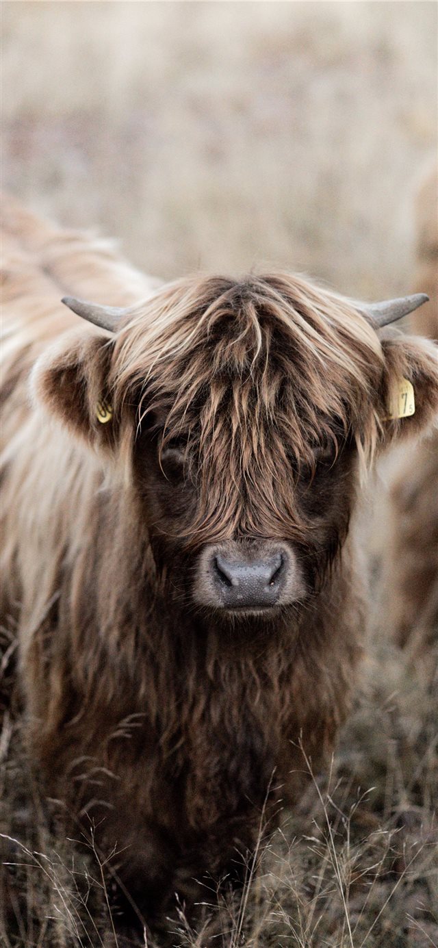 1125x2436 brown cattle - lion iPhone X Wallpaper
