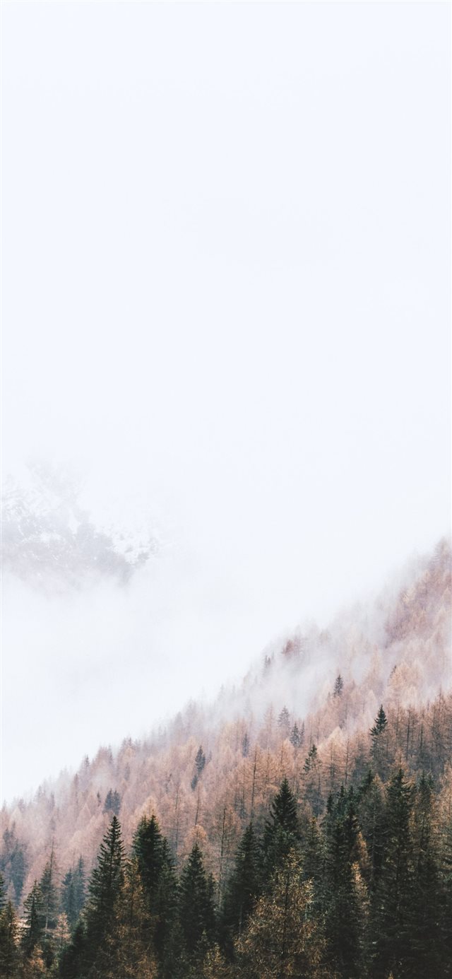 1125x2436 high angle photography of pine trees - tree iPhone X Wallpaper