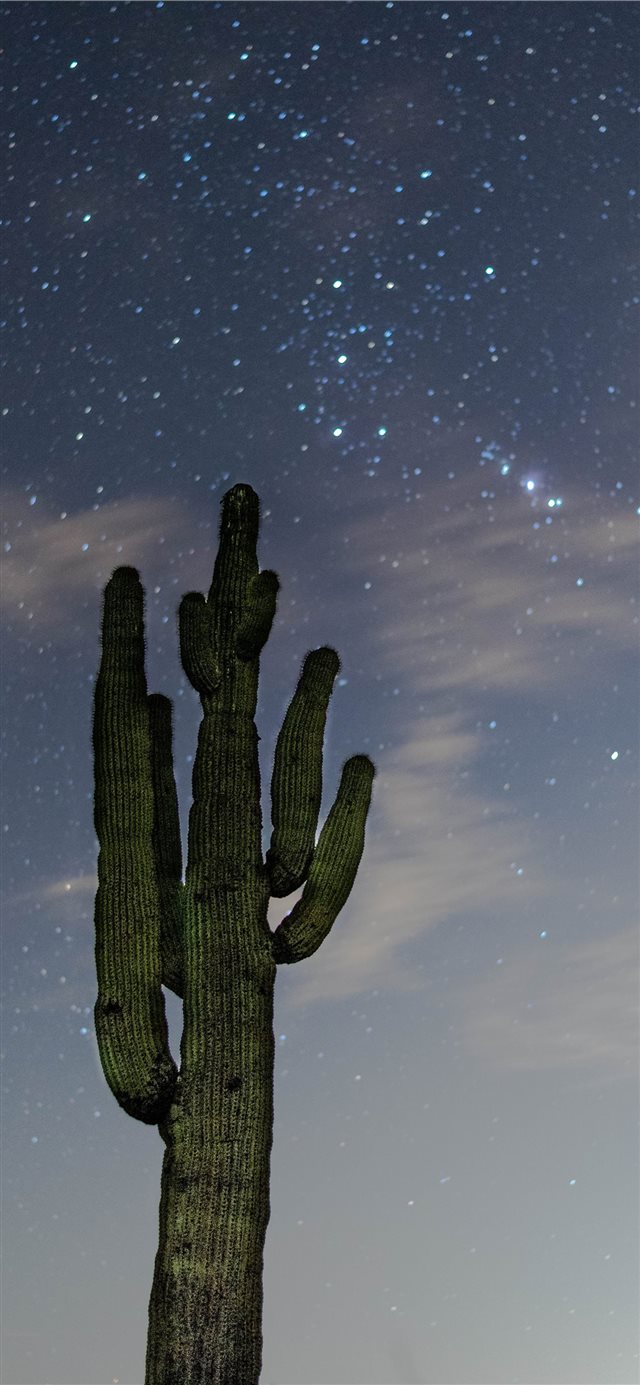 1125x2436 low angle photography of green cactus - stars iPhone X Wallpaper